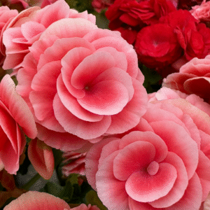 Suvelilled - Roosbegoonia (1tk)